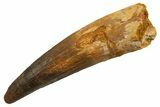 Fossil Spinosaurus Tooth - Real Dinosaur Tooth #330064-1